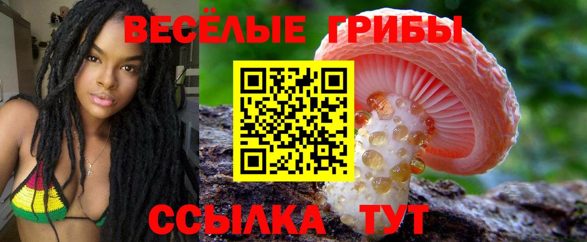 Касимов  Галлюциногенные грибы Psilocybine cubensis  Вход с VPN 